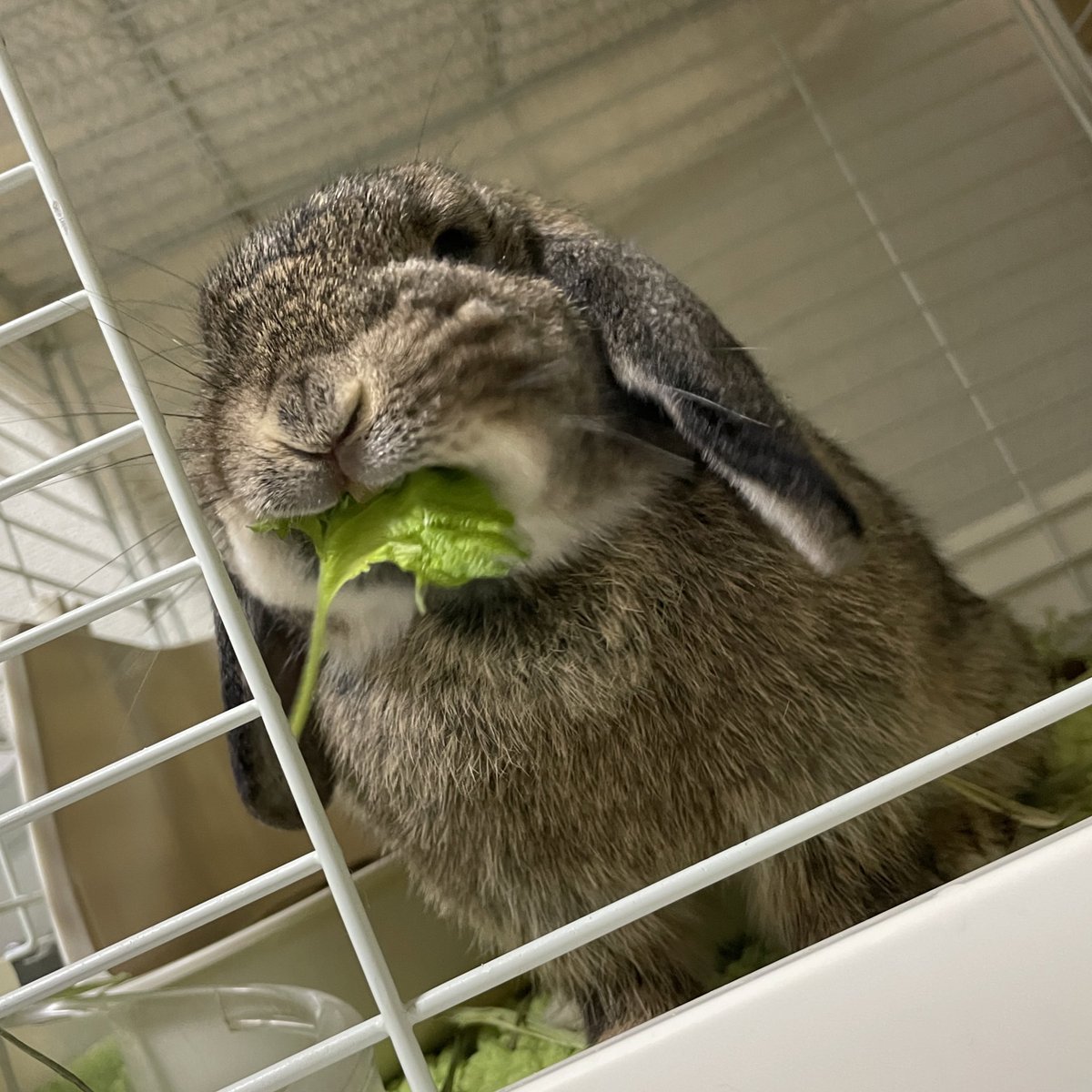 okogedanbo's tweet image. おこげ🐰🤎♀チェスナット
2021.12.06生まれ
だんぼ🐰💙♀ブルー
2021.1 01.29生まれ
ちょっと短気なだんぼ氏とクセ強なおこげ氏
仲良くしてください〜〜!!
名前的に♂かと思いますが飼い主🧒🏻♀
#うさぎ好きさんと繋がりたい
#ホーランドロップ #うさぎ