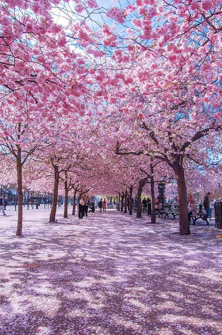GermanicF1776's tweet photo. kungsträdgården in Stockholm, Sweden 🇸🇪 https://t.co/83IDcmQCfU