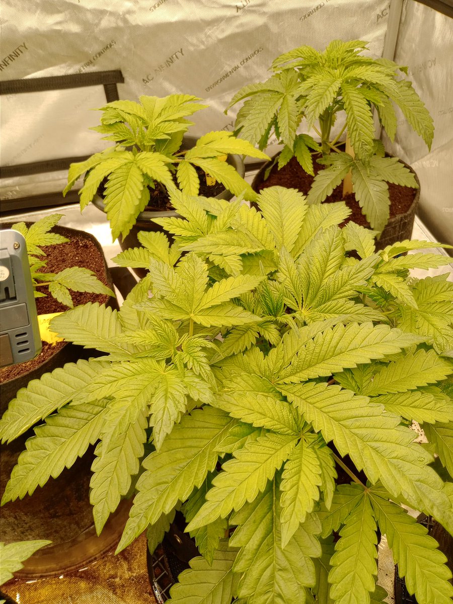 Current run going strong 30 days in.
Running 2 Strawberry Apple Fritter &amp; 2 Pineapple Crack by Tino's Genetics, Blood Orange Haze &amp; Bloody Train Wreck by <a href="/Bertsweeds/">Bertsweeds</a>, 2 Baaazanga by <a href="/exoticgenetix/">Exoticgenetix</a>, 2 Bubbawhip by Twenty20 Mendo, and 1 FX3 by <a href="/SolfireGardens/">Solfire Gardens</a>
<a href="/AcInfinityInc/">AC INFINITY</a> setup