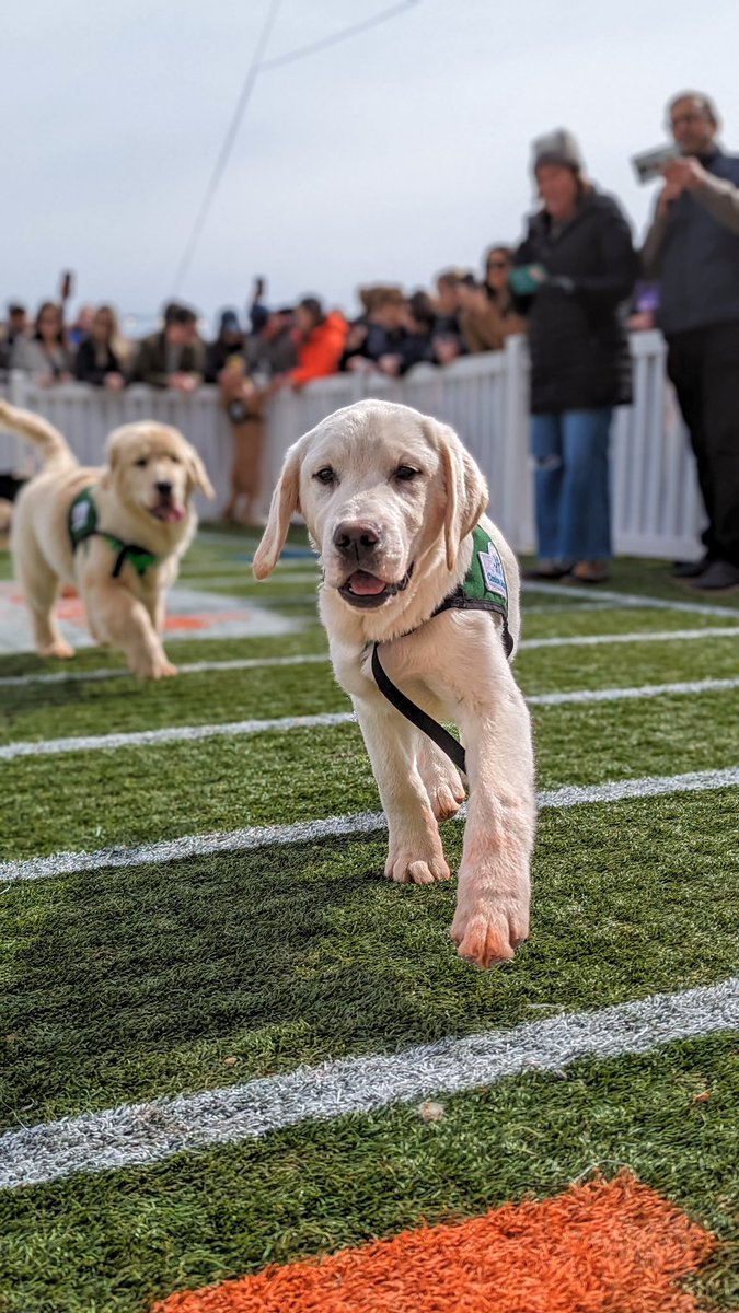 Fetch Park (@fetchpark) on Twitter photo Who needs some puppy pics in their life?! We had our 6th annual Fetch Park Puppy Bowl this past weekend with <a href="/CanineAssistant/">Canine Assistants</a> ! Going to post some game pics over the next few days🐶 Who needs some puppy pics in their life?! We had our 6th annual Fetch Park Puppy Bowl this past weekend with <a href="/CanineAssistant/">Canine Assistants</a> ! Going to post some game pics over the next few days🐶