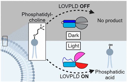 Ultralow Background Membrane Editors for Spatiotemporal Control of Phosphatidic Acid Metabolism and Signaling pubs.acs.org/doi/10.1021/ac…