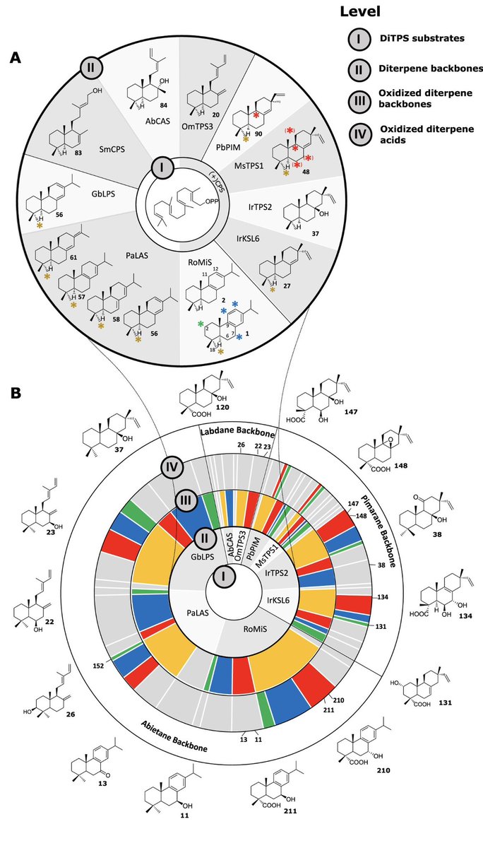 Exciting paper from @trichomeIPB et al: 'Combinatorial #Biosynthesis in #Yeast leads to Over 200 #diterpenoids' 🌿🧬. By harnessing the versatility/promiscuity of plant synthases/CYPs, they generated 162 new to nature diterpenoids 💪🏼 #synbio #engbio sciencedirect.com/science/articl…