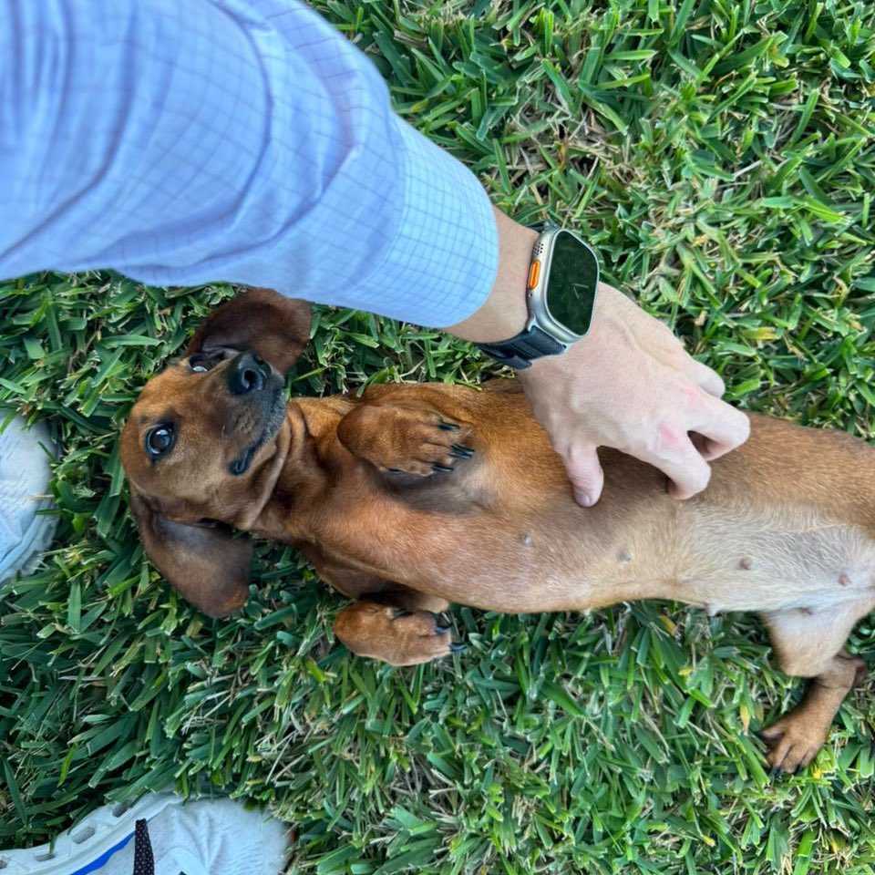 GinoSeguraV's tweet photo. ¿Sabían que hoy es el Día de Amar a Tu Mascota? Es una oportunidad perfecta para reflexionar sobre el cuidado y bienestar que nuestros compañeros peludos merecen cada día. #DíaDeAmarATuMascota https://t.co/RIJgGkPDbo