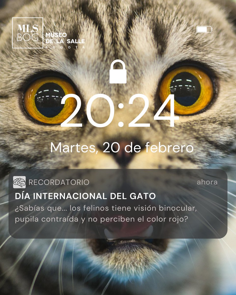 En este Día internacional del gato celebremos a nuestros amigos peludos. Los gatos domésticos se caracterizan por ser cazadores natos, capaces de acechar a sus presas y abalanzarse sobre ellas con sus garras y dientes. Además, poseen habilidades auditivas asombrosas.