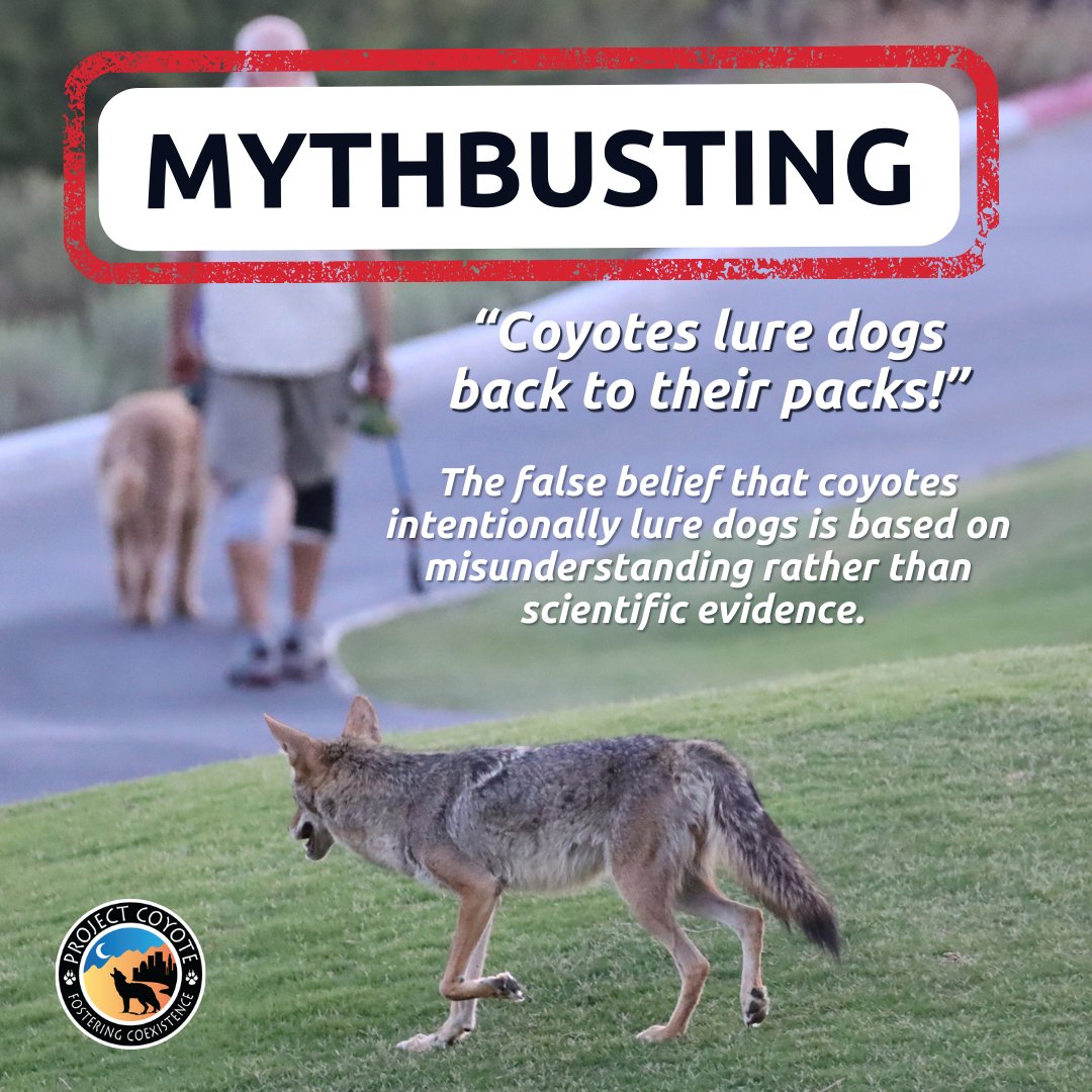 Project Coyote on X: 🚫 Myth: “Coyotes lure dogs back to their pack!” ✓  Fact: The false belief that coyotes intentionally lure dogs back to their  packs is based on misunderstanding rather