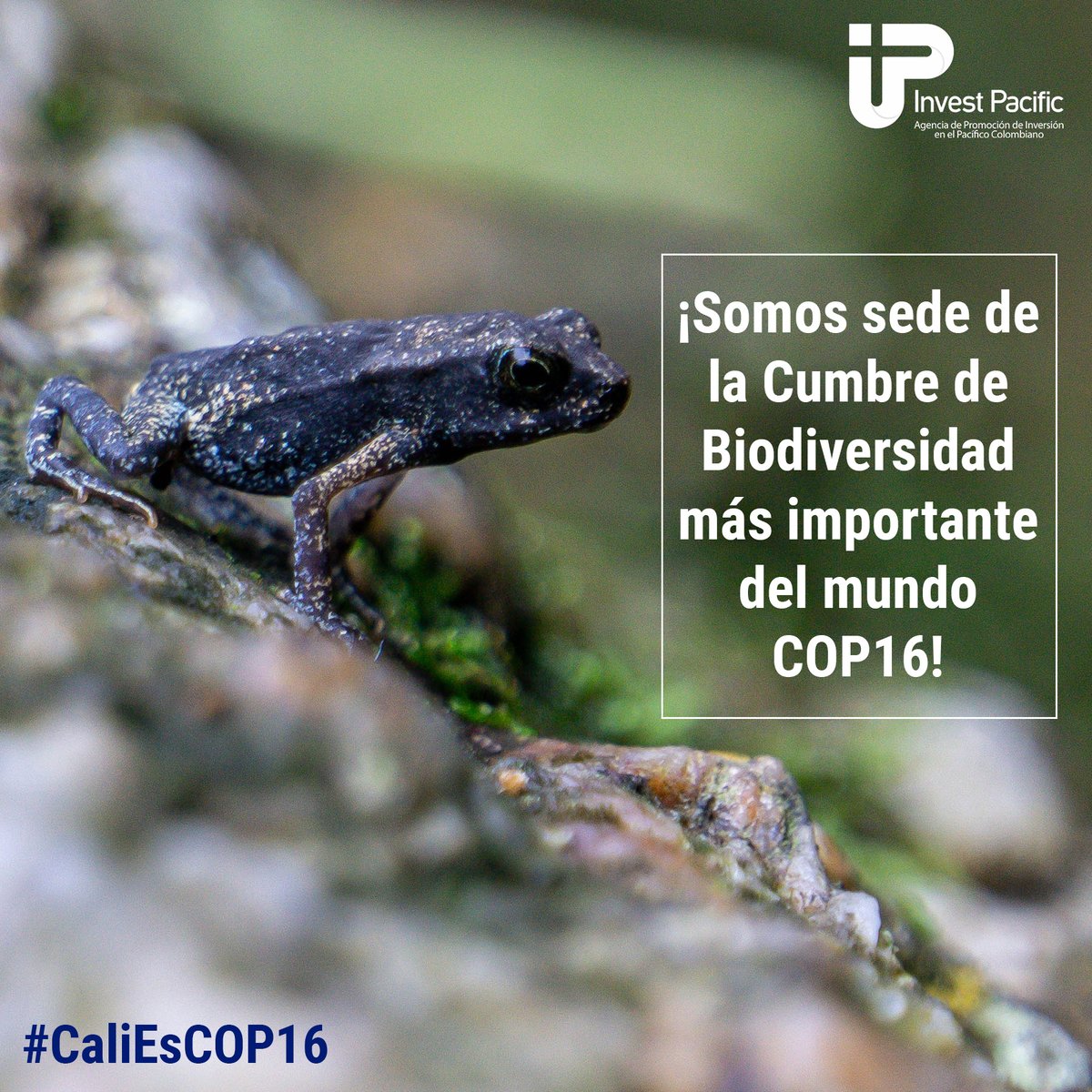 investpacific's tweet photo. Nos llena de orgullo tener la oportunidad de ser la sede de la Cumbre de #Biodiversidad más importante del mundo #COP16 y poder mostrarle al mundo la riqueza biológica de #CaliCo que hacen de la ciudad una capital biodiversa por excelencia. #CaliEsCOP16 https://t.co/oIUyZTvrPN