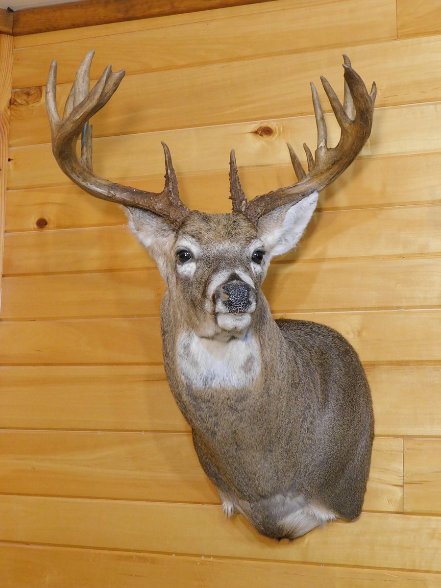 163 inches, cementum aged at 6 1/2 years old, PA rifle buck.