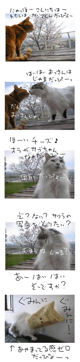 桜ろサブとサンマくん♪
#空猫組 #保護猫 #ずっとニャかよし    
#loveyouanyway_ #それでも好き #いつまでも忘れない 