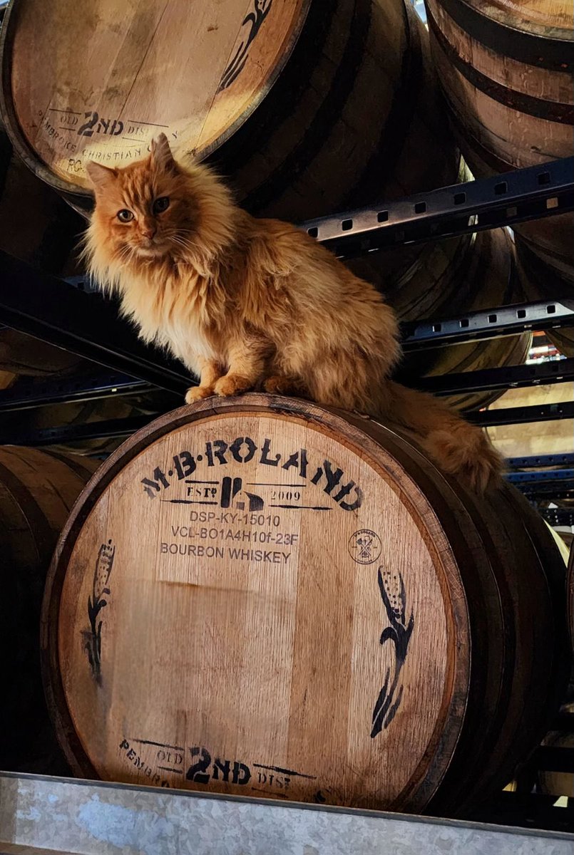 This photo of Red the Distillery Cat will forever live rent free in our hearts. 

#distillerycat #kentuckybourbon #bourbon