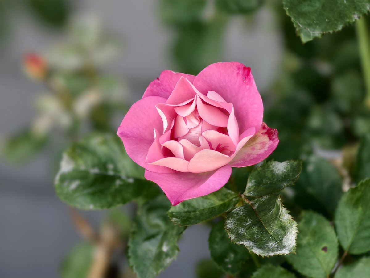 TechTablets 🇳🇿 tweet media