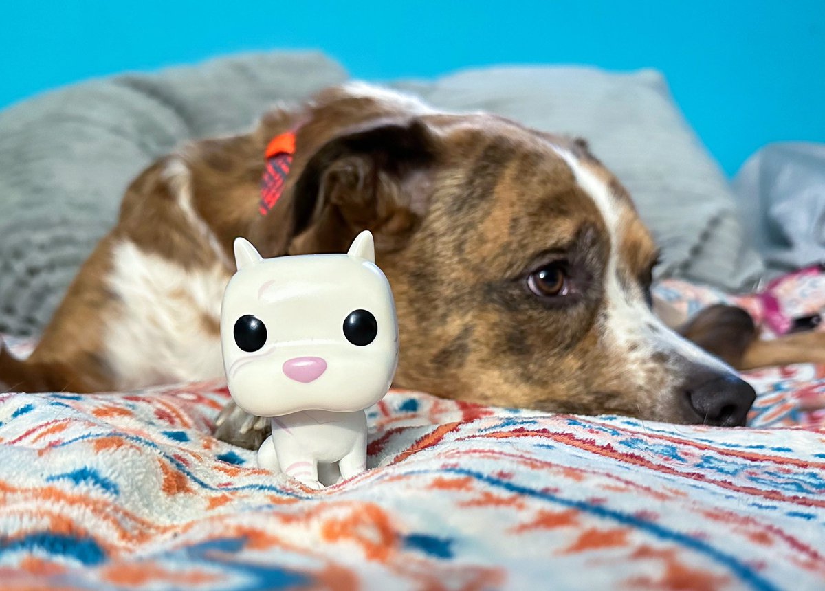 brunette_nerdet's tweet image. February 20th #FunkoCommunity Photo a Day Challenge: Love Your Pet 
Life is always better with a dog 🐾
#FunkoPhotoaDayChallenge #dogmom 

@originalfunko 
@FunkoLeeM @dj3cb 
#funkophotography 
#funkofunatic 
#myfunkostory