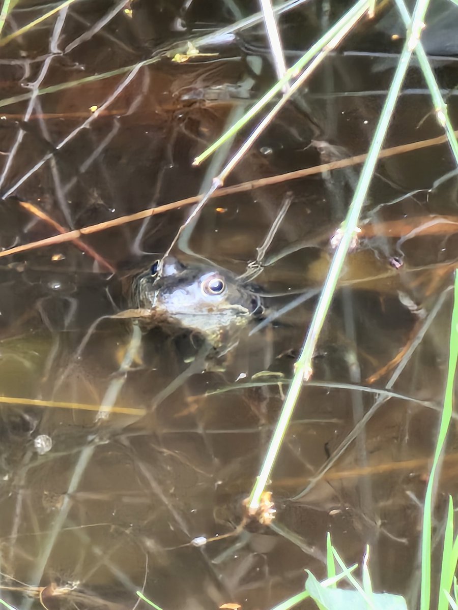 🐸 🐸 🐸 have returned to the garden pond. Brings a big smile to my face every year ☺️ 😁 #ponds #amphibians @collieennis @HerpSocIreland @Notice_Nature @NPWSIreland
