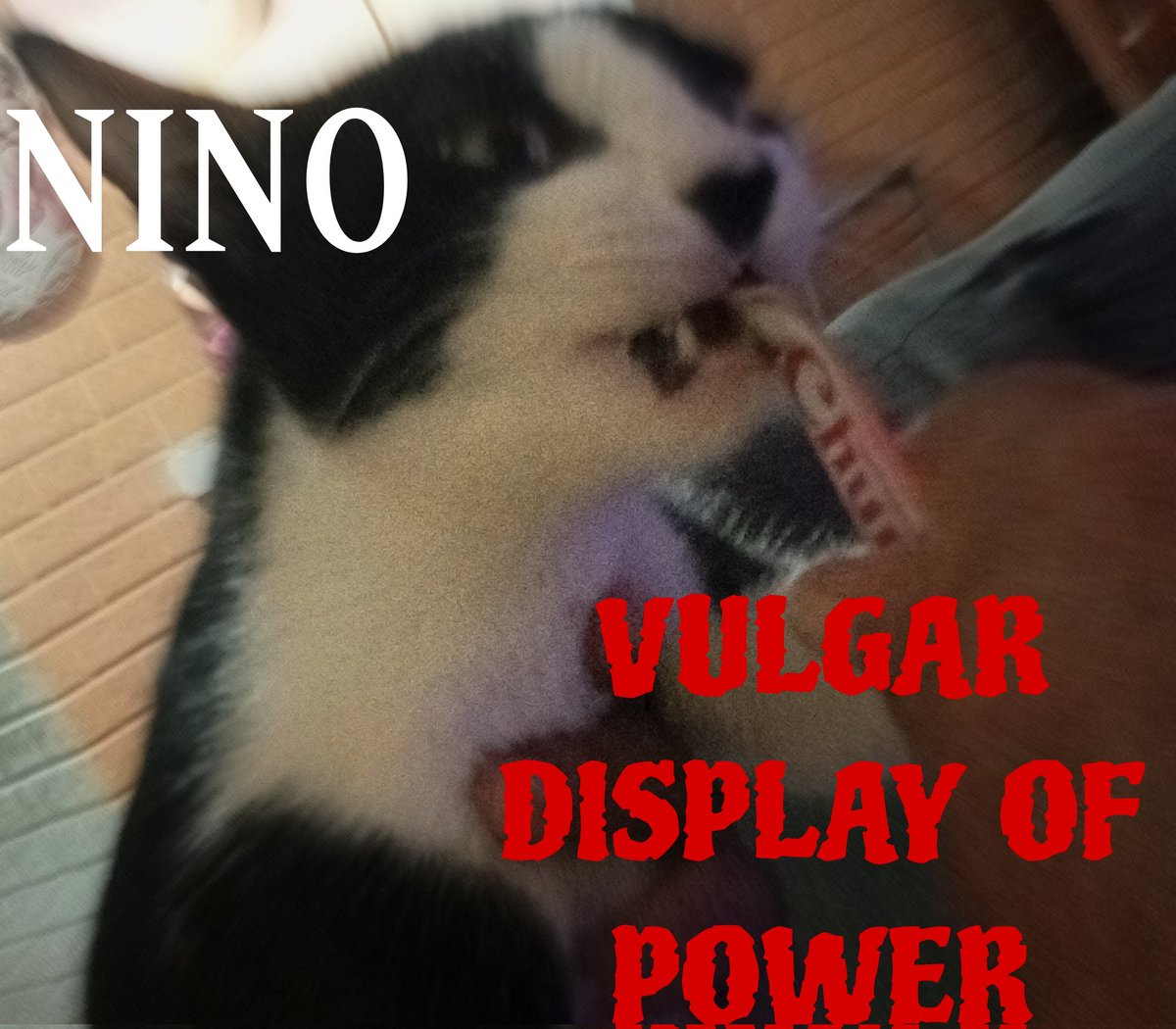 #DiaInternacionalDelGato, #Cat, #Cats, #VulgarDisplayOfPower.