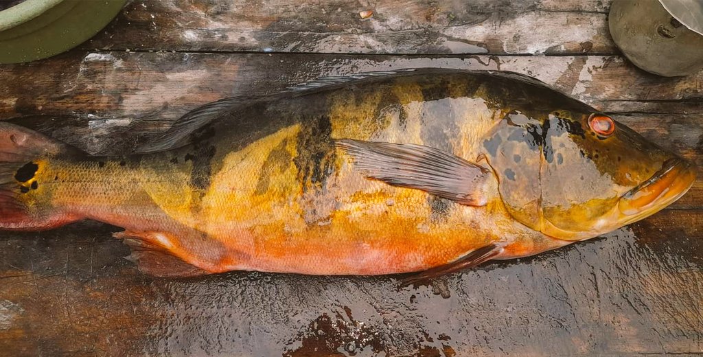 Tucunaré - Os velhos dizem que o bu'u (tucunaré), um predador dos rios, assim como a onça pintada, recebeu do Sol as suas cores. Mas ele foi bem apressado, se queimou e saiu pulando para a água. Ainda dá para ver as manchas em seu corpo e, na calda, o eclipse do sol.