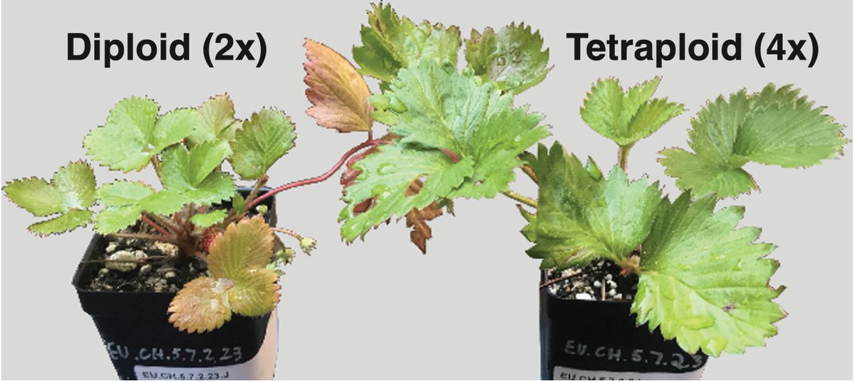 🍓From the upcoming #AJB #Polyploidy special issue🍓

Neopolyploidy has variable effects on diversity &amp; composition of the wild #strawberry microbiome

By Thomas Anneberg, Nevin Cullen, Elizabeth O'Neill, <a href="/NaWei_Dr/">Na Wei</a>, Tia-Lynn Ashman

doi.org/10.1002/ajb2.1… #botany @wileyplantsci
