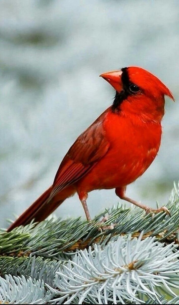 Northern Cardinals are widely spread throughout southeastern Canada and the Eastern U.S. they do not migrate and are  breathtaking in winter's snowy backyards. #birdsofcanada #BirdsOfTwitter

Pin by Janice Conway