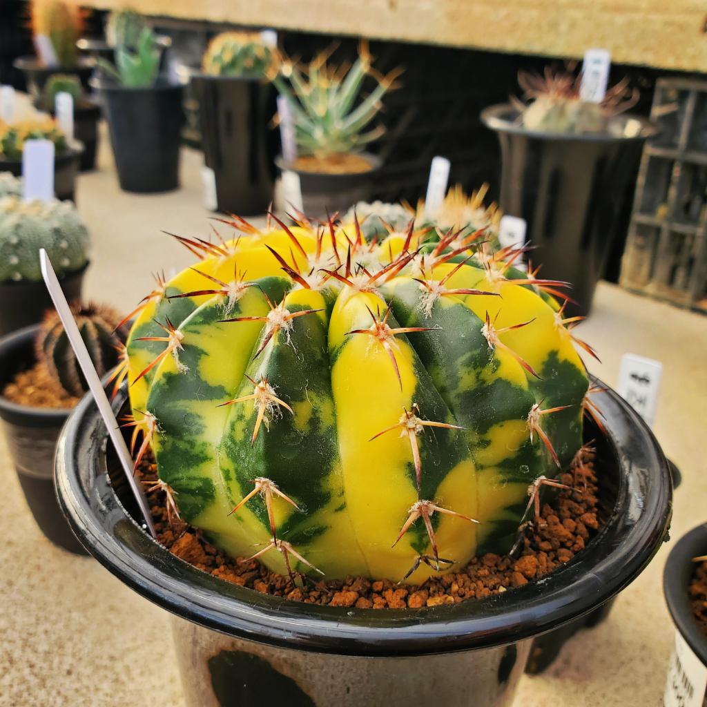 yoshioka_plants's tweet photo. ディスコカクタス・ギガンティア錦🌵🌵
#ギガンティア
#discocactus
#花園グリーンセンター
#花園
#埼玉
#園芸
#サボテン
#多肉植物
#観葉植物
#植物のある暮らし
#ビザールプランツ
#アガベ
#agave
#copiapoa
#caudex
#cactus
#cactuslover
#suculentas https://t.co/op5xzMmGs6