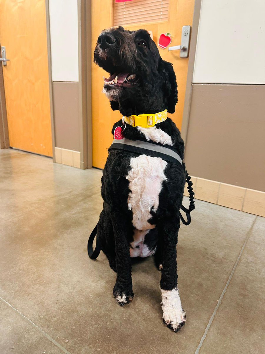 AnzuresZulma's tweet photo. Guess who came to visit us? Justice!๐ถ Such a wonderful time spending the afternoon with him. #SupportAnimal @HISDPAWS #FurryFriends @chelsealvenegas https://t.co/R978phJrJx
