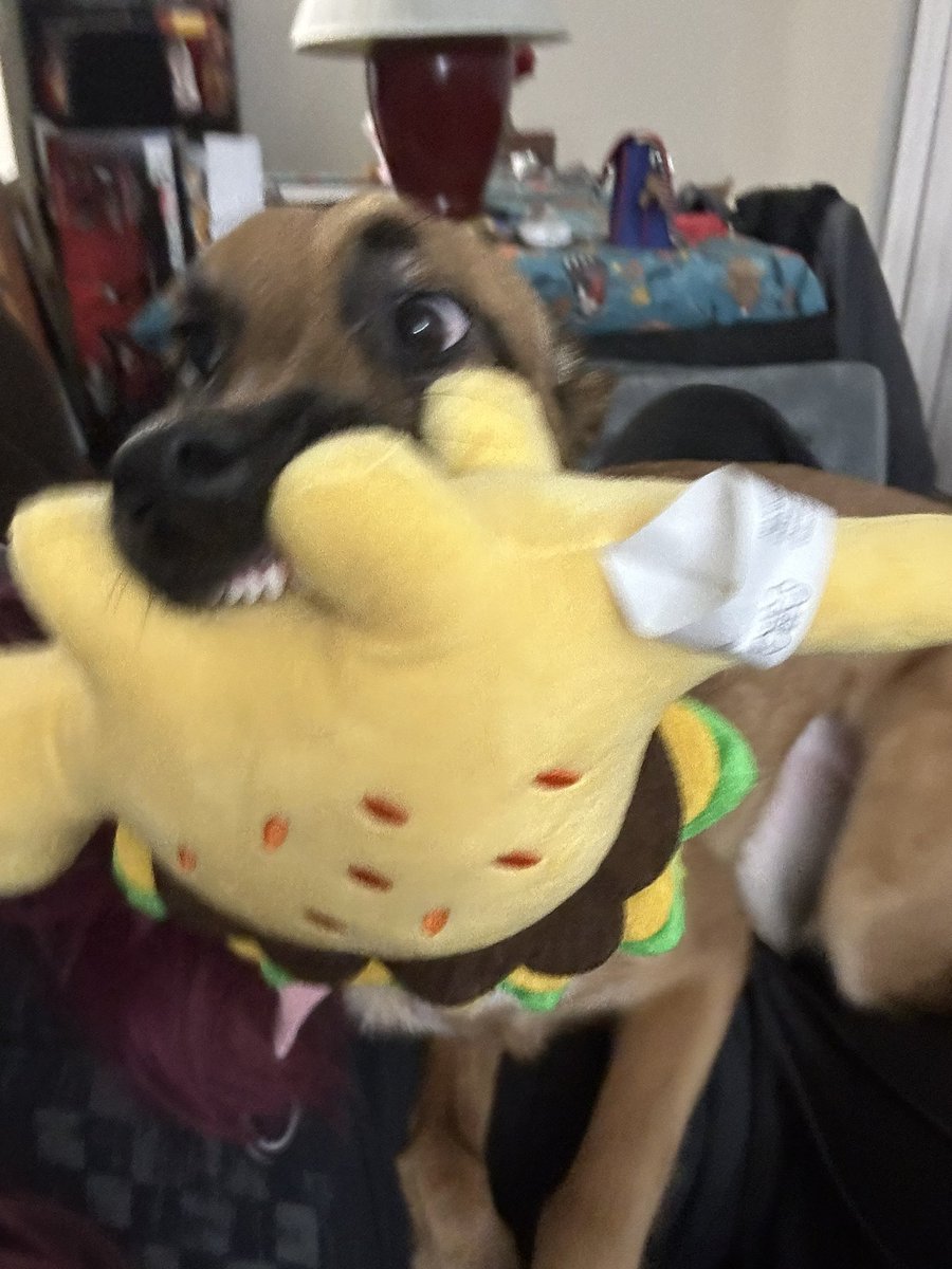 MntGoatEnri's tweet photo. Look everyone! Mom got me a #tacodino #toy! I got so #excited when I saw it and I think it’s my new #favorite! It’s the #bestest toy ever! I was so excited mom couldn’t even get me to stay still for a #picture hehe 
#taco #dino #dinosaur #besttoy #puppylove #puppy #adorable #cute https://t.co/CPqGADOhjK