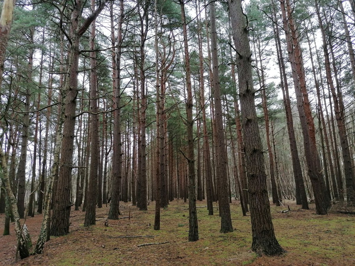 Pup walk on Horsell Common, and if you know your H.G. Wells 👽👽👽