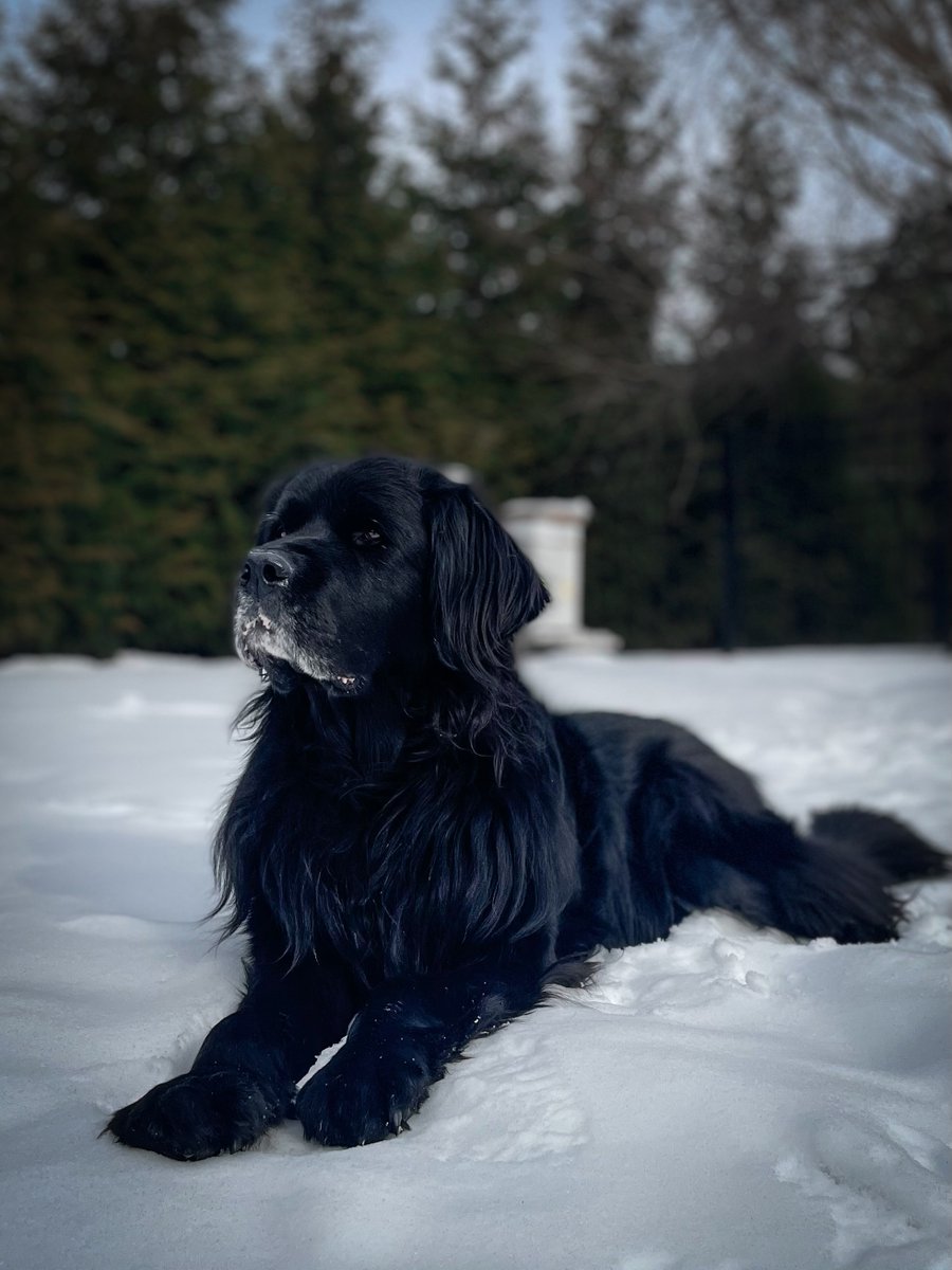 mor100's tweet photo. MARISA NOLL IS ABSOLUTELY THE BEST PET SITTER AND SMALL DOG GROOMER WE HAVE EVER USED!  Marisa loves animals and spends quality time with your pets!  (these are pics and vids she took of our pets!)  If you're near Narberth, CONTACT HER! SHE'S THE BEST! https://t.co/kK6i2AabES https://t.co/G3XB5udDSx