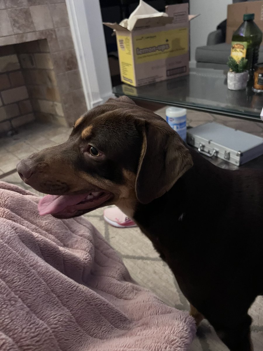 It’s National Love Your Pet Day!!! 🐕 🐕 Can’t believe it’s almost been a year since these two joined our family!!! Rocky and Creed are two peas in a pod!!!  #RockyandCreed #TheBoys #nationalloveyourpetday