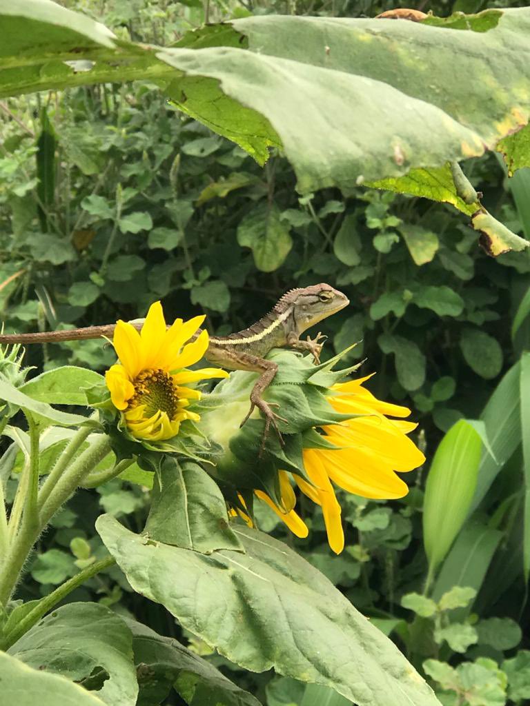 Selamat Pagiii… lucky pagi ini bisa dpt foto sebaik ini dgn camera iphone 6S