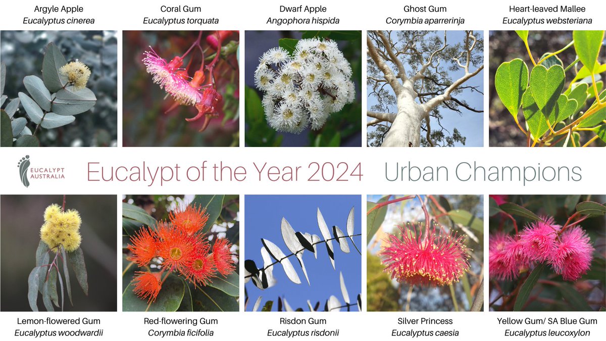 Voting is now open for the 2024 #EucalyptoftheYear: Urban Champions edition! Meet the ten contenders and vote now at eucalyptaustralia.org.au/eucalypt-of-th… then tell us who you voted for! #LoveAGum #NationalEucalyptDay