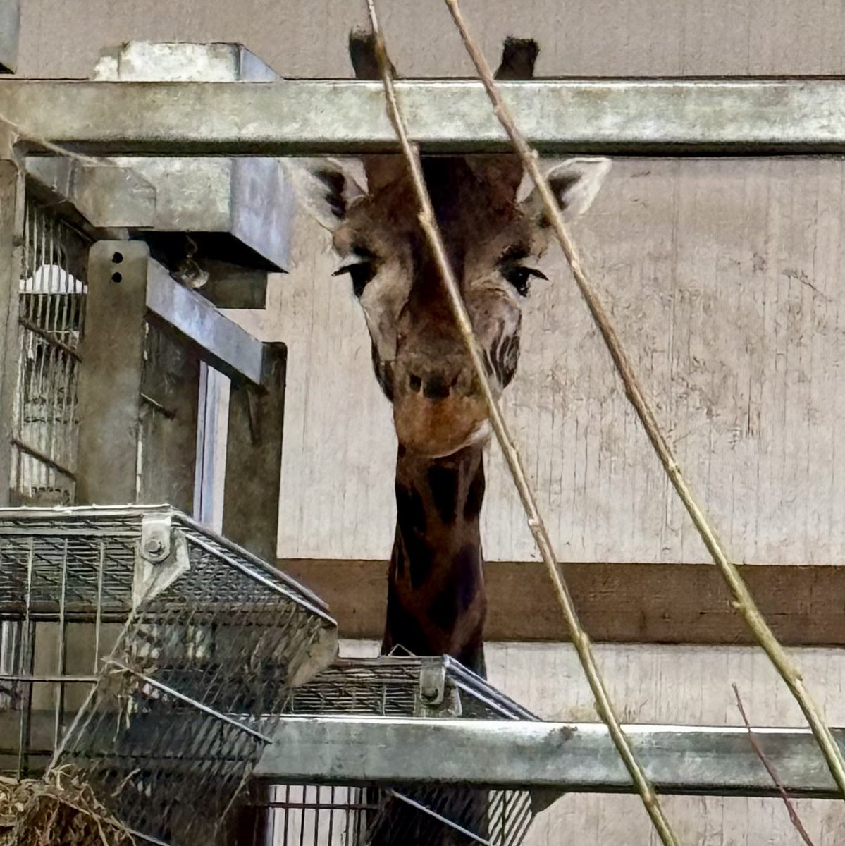 Sunday afternoon walk at @YorkshireWP 🦒