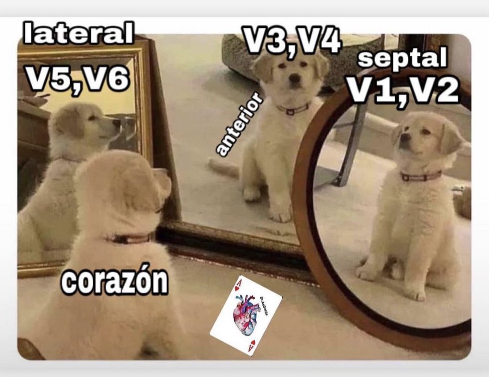 Electrocardiografia con perritos…❤️🤣⚡️