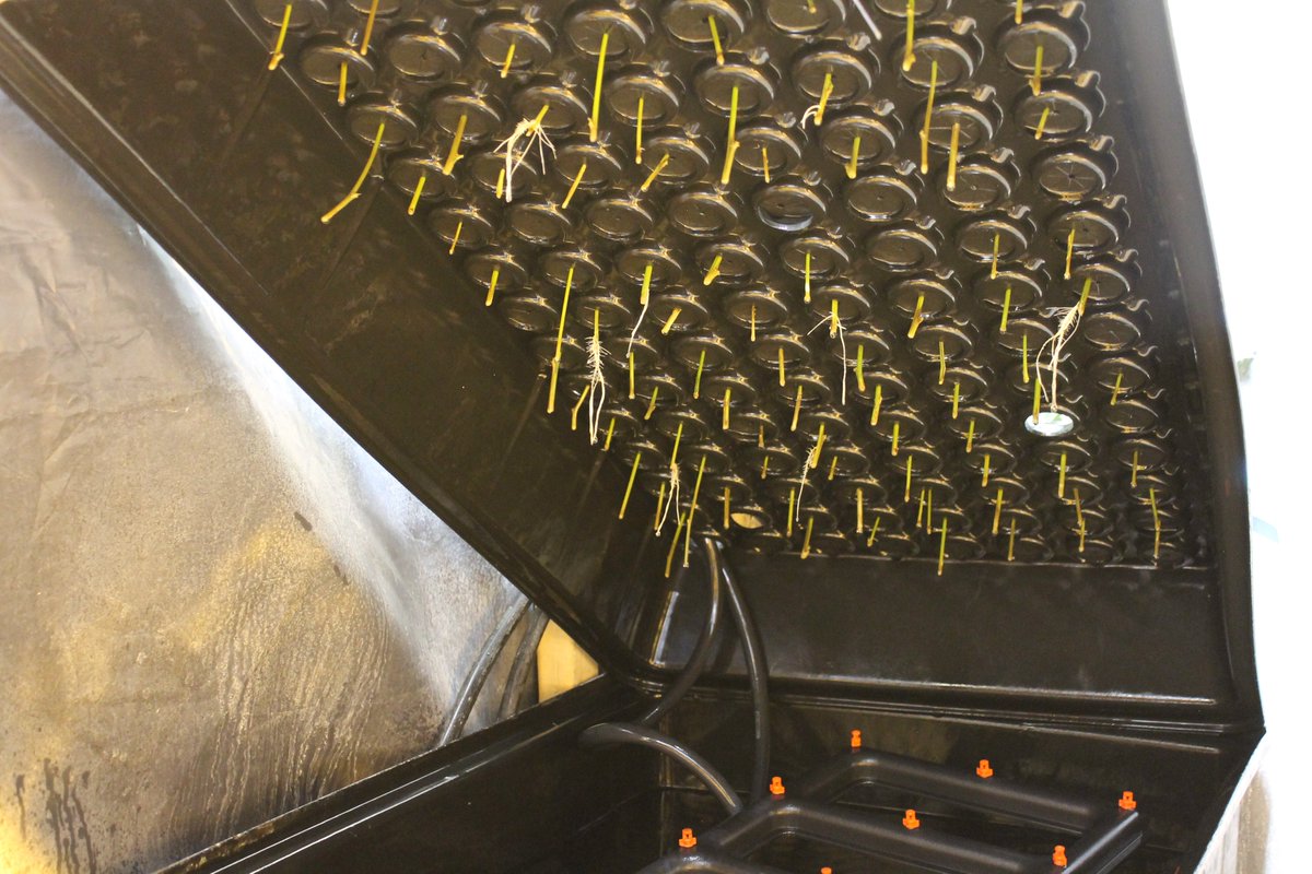 NobleGrowing's tweet image. EZ Clone always gets our plants right! We clearly cannot get enough of growing with aeroponics @ezclone #rootcheck #cloning #wegrowtreesnotplants