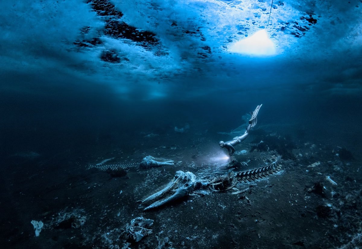 Whale Bones. Category Winner, Wide Angle, and Underwater Photographer of the Year 2024. 
© Alex Dawson / UPY2024