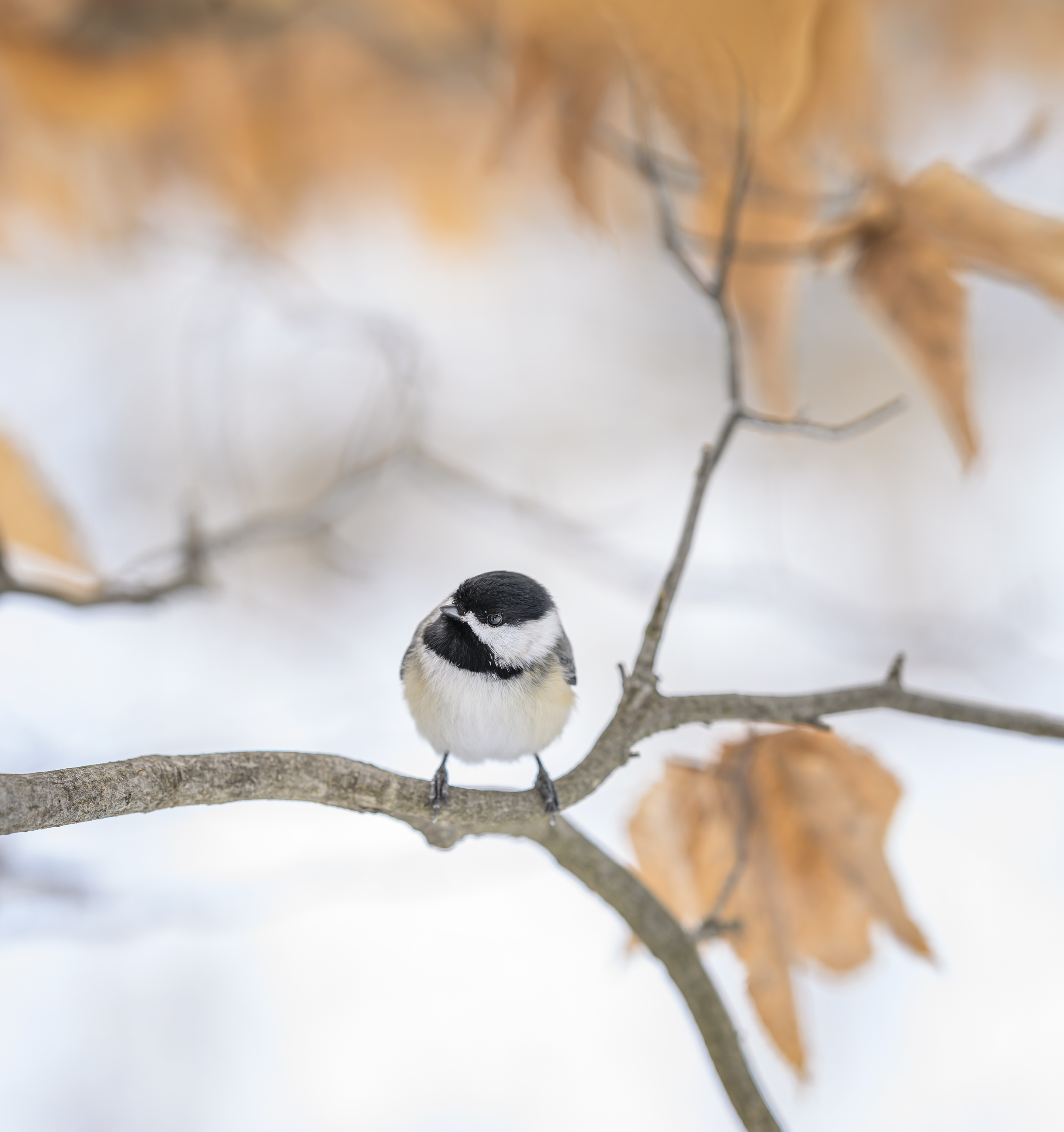 Jocelyn Anderson Photography on X: A nice and round Black-capped Chickadee   / X