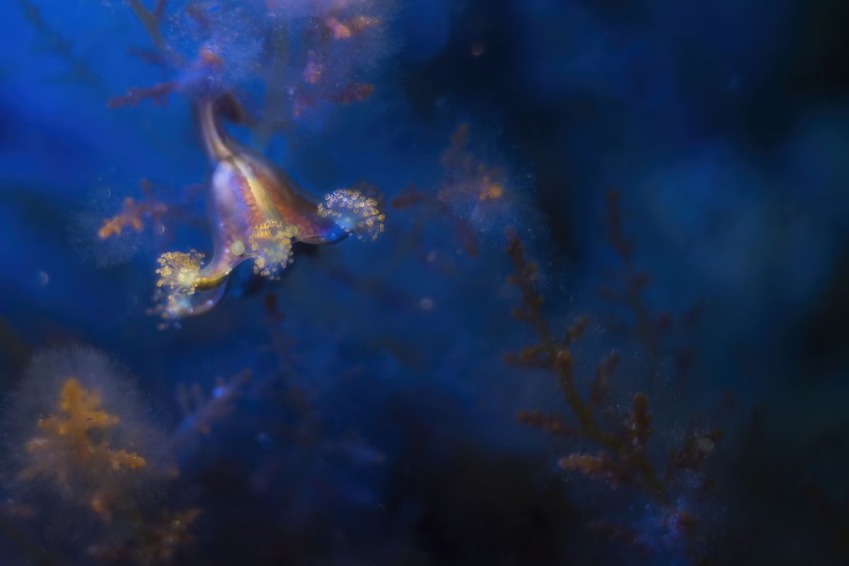 Moonlight Wonderland. 3rd Place, British Waters Macro. A stalked jellyfish swims among weeds in Kimmeridge Bay, Dorset, England. #

© Sandra Stalker / UPY2024