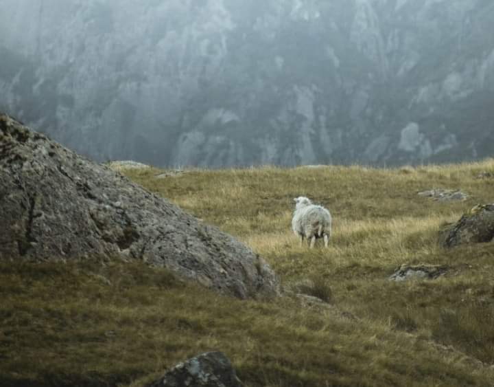 PASTORES COMO JESÚS 
📖 #Jeremías 23:1-4 

✅️ AMAN a las ovejas (v. 1)
✅️ NO ABANDONAN a las ovejas (v. 2)
✅️ BUSCAN a las ovejas (v. 3a)
✅️ GUÍAN a las ovejas (v. 3b)
✅️ MULTIPLICAN a las ovejas (v. 3c)
✅️ ALIMENTAN a las ovejas (v. 4a)
✅️ CUIDAN a la oveja (v. 4b)