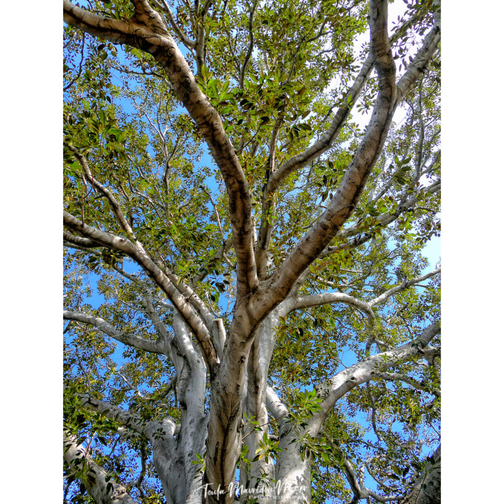 A_ZofWonderment's tweet photo. These are the branches of the #thicktrunktuesday tree pic that I posted a few minutes ago. As you can see, it was incredibly tall, too. It really was one of the most beautiful trees I have ever seen!
#talltreetuesday #photography #nature #trees https://t.co/Nko5oLBBxu