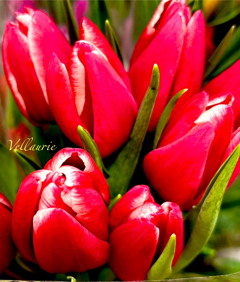 VijayEllaurie's tweet image. Good Evening! Tulips signify “Rebirth and new beginnings, as they are one of the first flowers to bloom in spring”. Make sure to add them to your garden. Happy #TulipTuesday!  #tulips  #springbulbs #flowers #springflowers