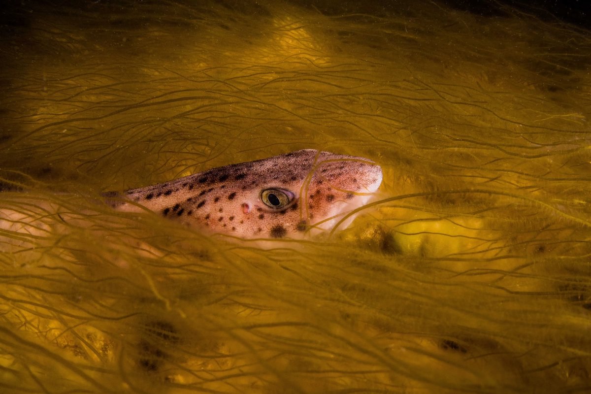 Catshark in Bootlace. Winner, British Waters Compact. 

© Jon Bunker / UPY2024