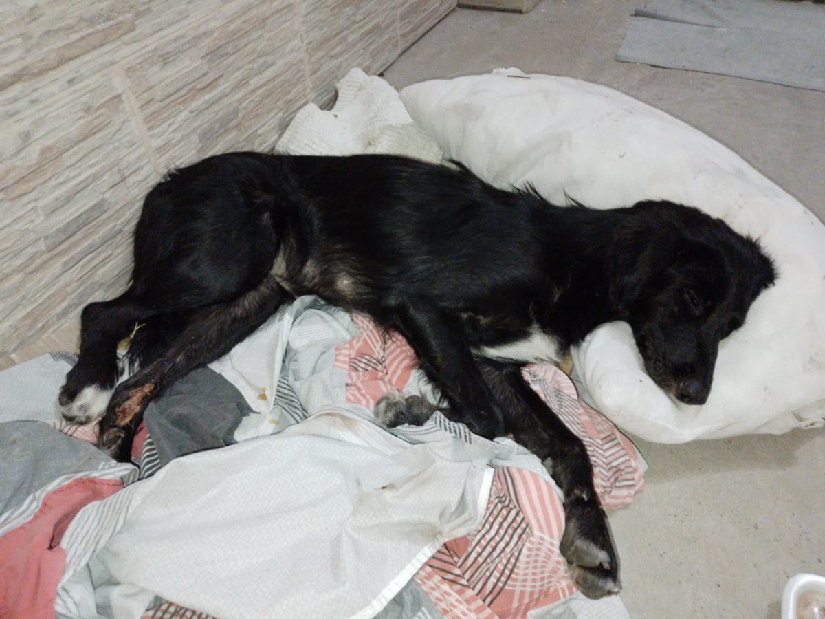 Chocaron a una perrita el domingo pasado y se fugaron. Pudimos pagarle la consulta al veterinario, radiografía y medicamentos, pero aun estamos recaudando para la cirugía de este jueves 22. Cualquier colaboración es una ayuda enorme. Muchas gracias
Alias: Nadia.vk