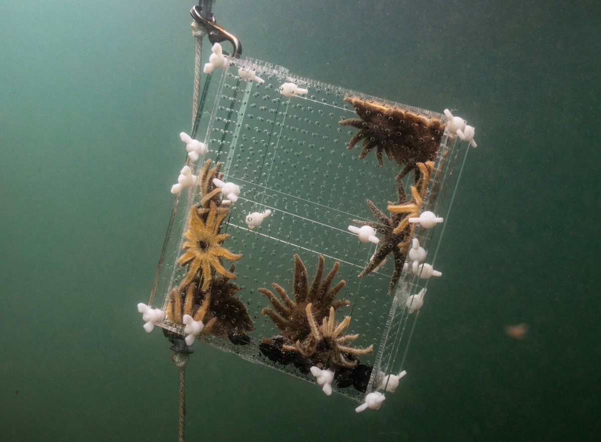 Exciting news from @FridayHarborLabs! 🌊🌟 Research at the Labs has shown promising results, including rearing sunflower stars in the lab and reintroducing them into the wild, giving hope for the restoration of our precious kelp forests. ow.ly/rz7950QFVYe