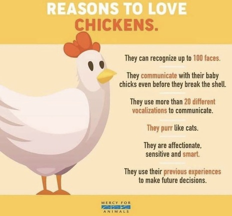 Vegan Future tweet media