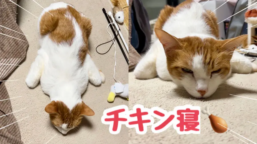 きつくないのかな？と思うのですが、当の猫さまにとってはリラックス