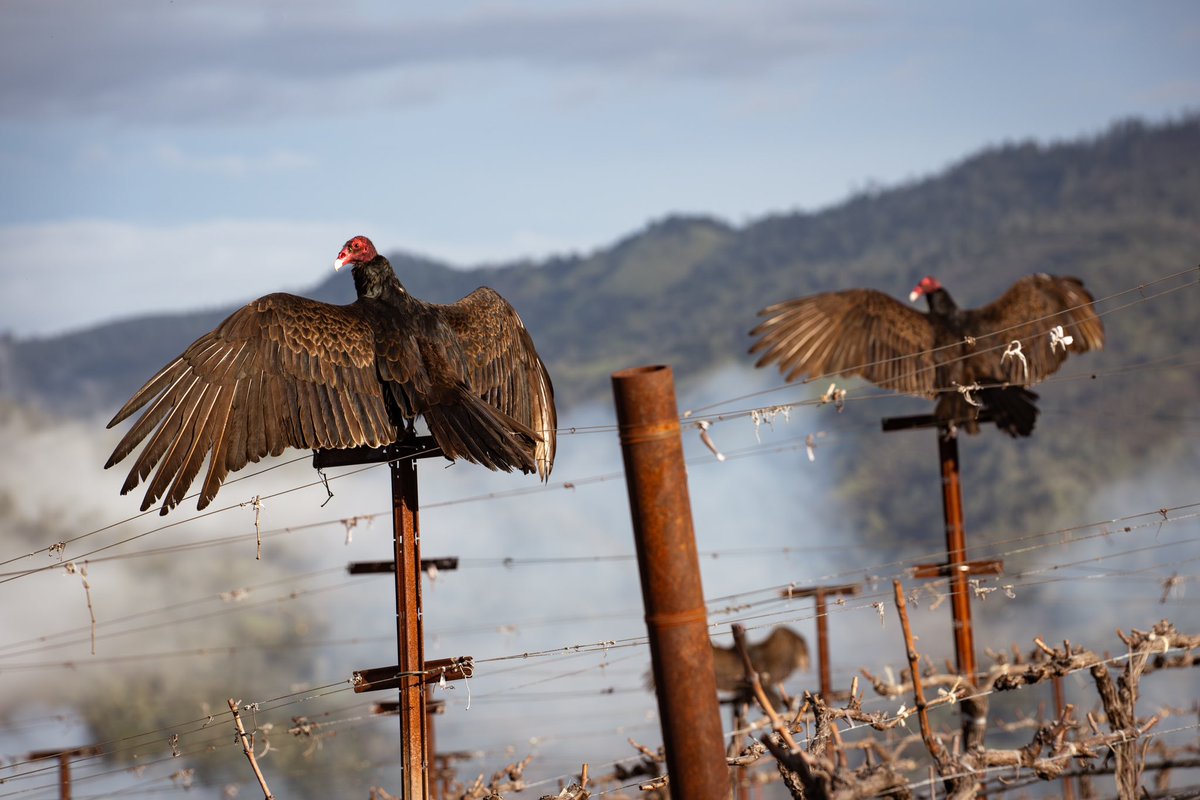 A committee of vultures sun their wings on Pritchard Hill! #chappelletwinery #organicfarming