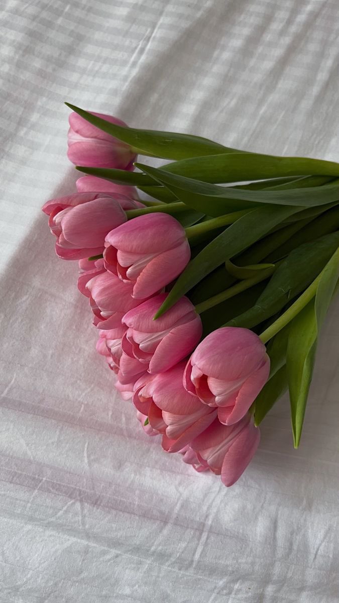Pink Tulips