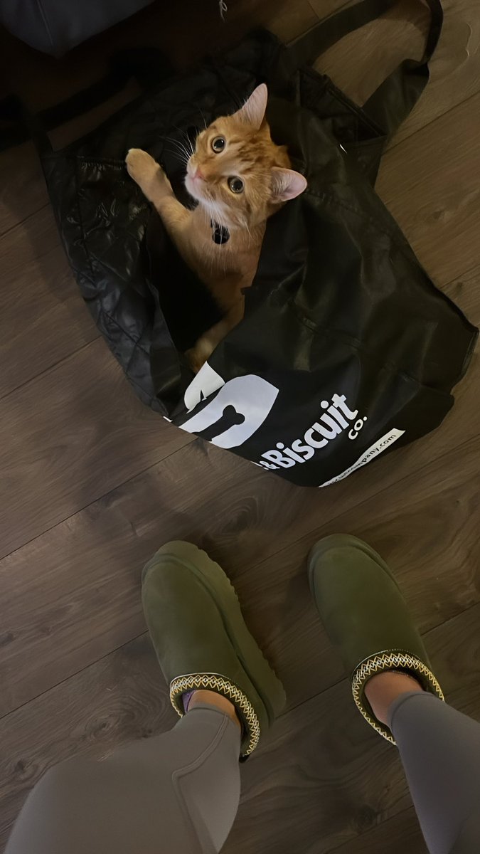 ayoyasound's tweet photo. Cat in the bags 😊 #orangecat #Cat https://t.co/OQzX5MyTOg