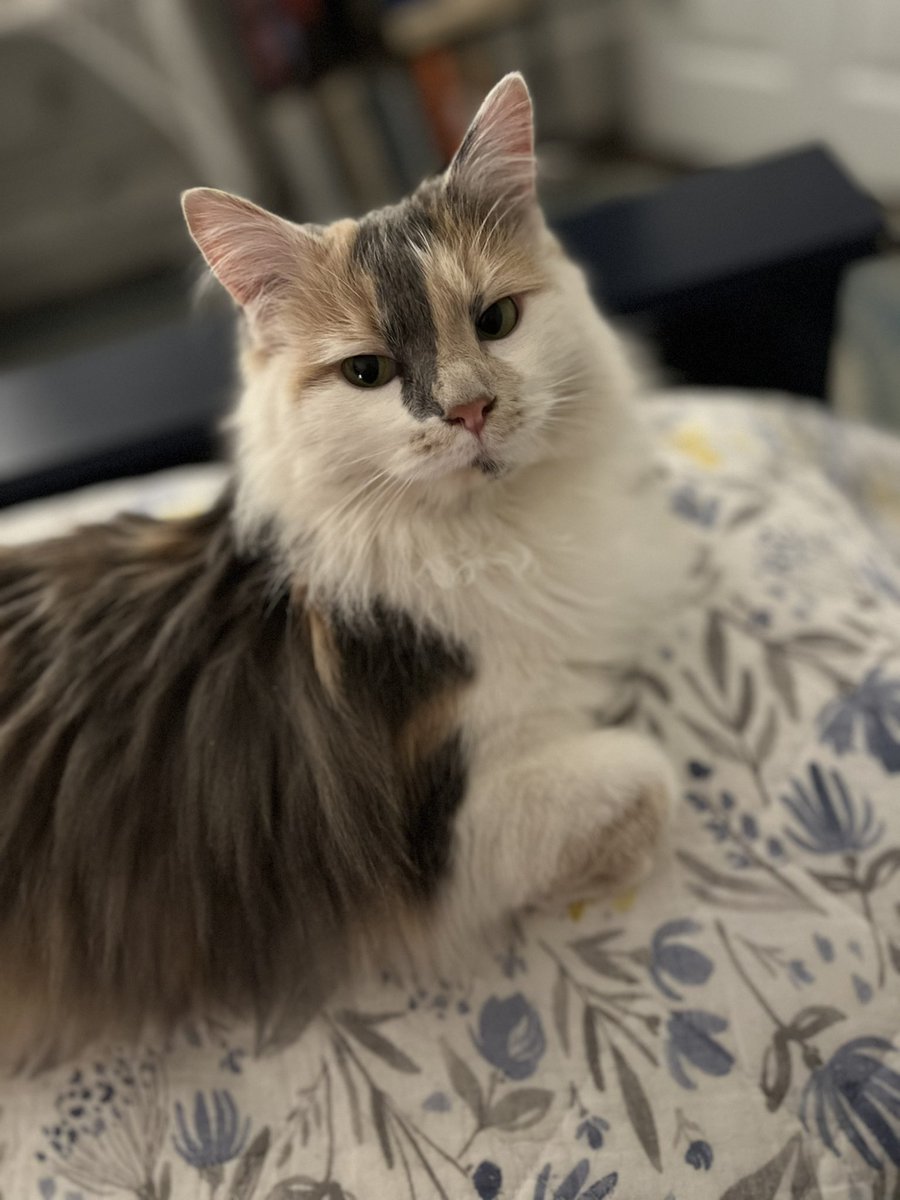 keohmas's tweet photo. Melba stays unimpressed 😻😻 #impervious https://t.co/21AHkdo2R5