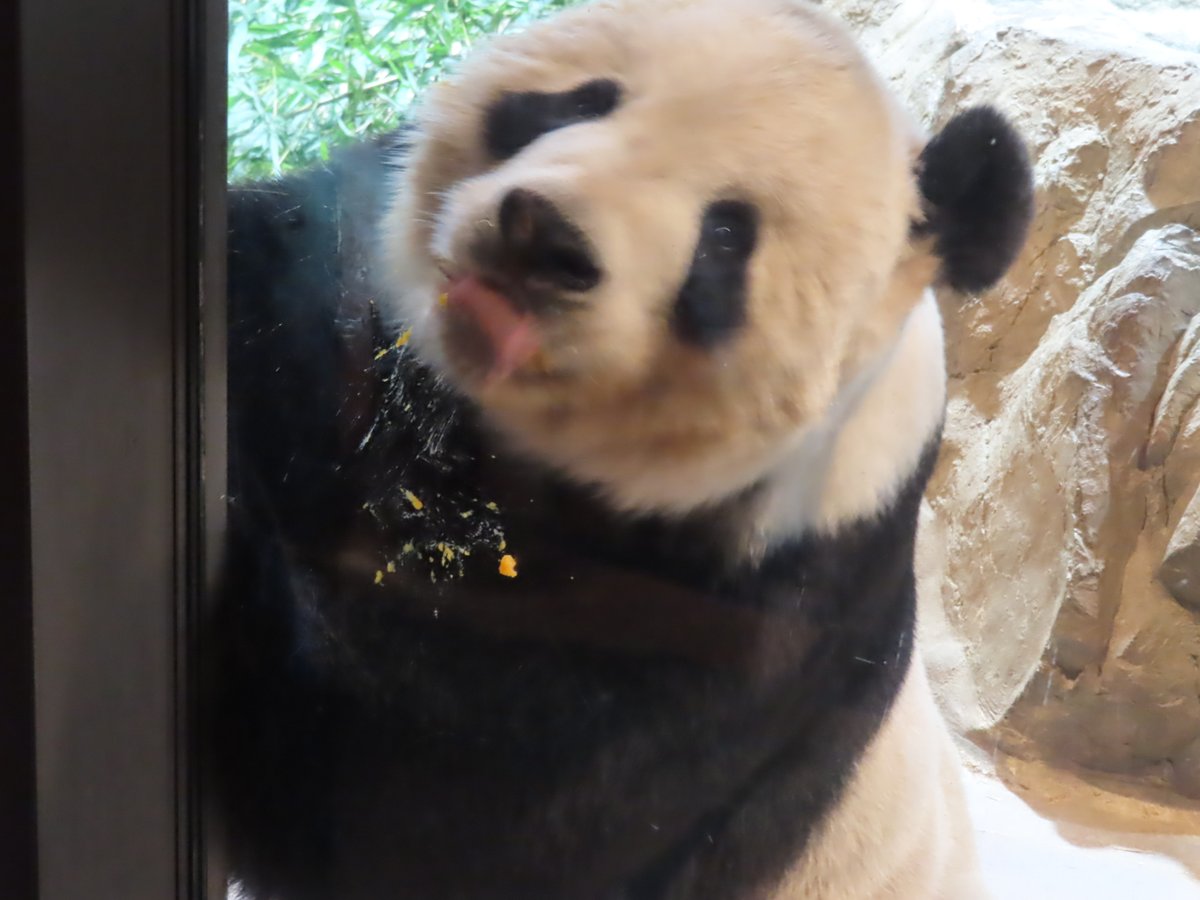 PookieDigi4Ever's tweet photo. Happy #Tiansday and #TongueOutTuesday! (2/16/2019) 😛 @DodgerAmes @CharmCityPanda @DCnativepanda @kathybowler @sweetg12651 @bluestone356 @taylorcava @LoveofPandas1 @mtdc 
(Negative comments about why he's licking food off the glass will be removed and account blocked.) https://t.co/jW8KuhHiSR