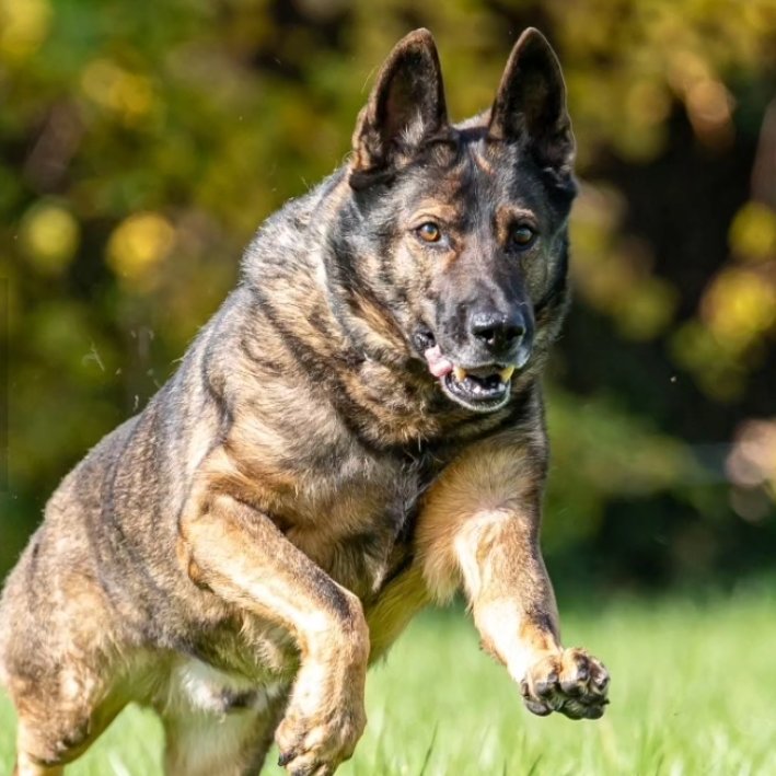 We mourn the recent losses of two CPD K9s.

K9 Lun died suddenly while on duty on 2/19/24 and K9 Max died on 1/28/24 following a brief illness.

We thank K9 Lun and K9 Max for their service to Chicago. They will be missed. Please keep their Canine Handler partners in your