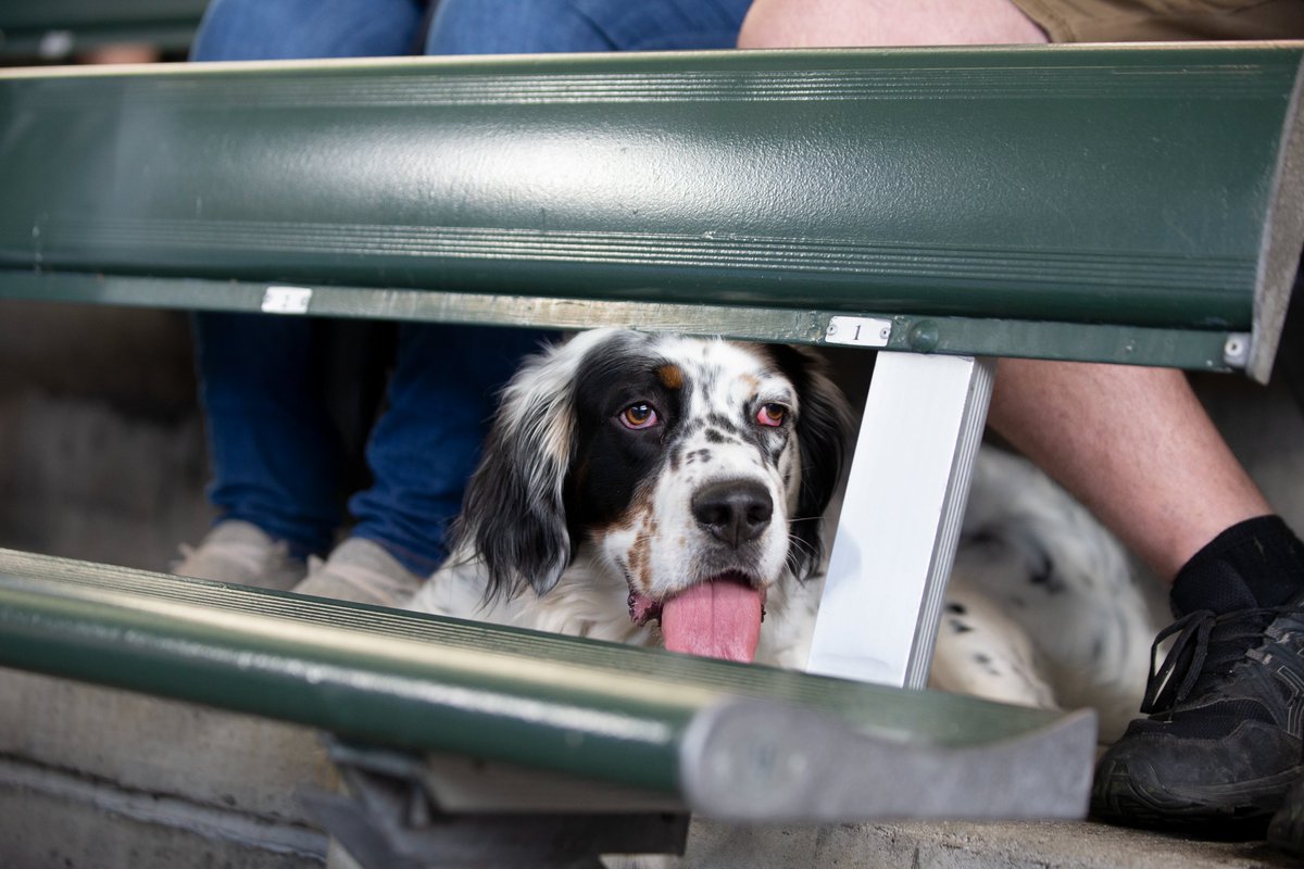 Coming soon to the ballpark: puppies 🐶

Bark at the Park returns 5/9: brewers.com/themenight 

#NationalLoveYourPetDay