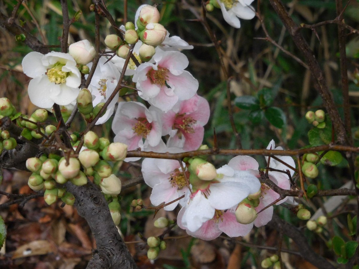 ウメ⭐︎　2点 ウメの花 - Search / X